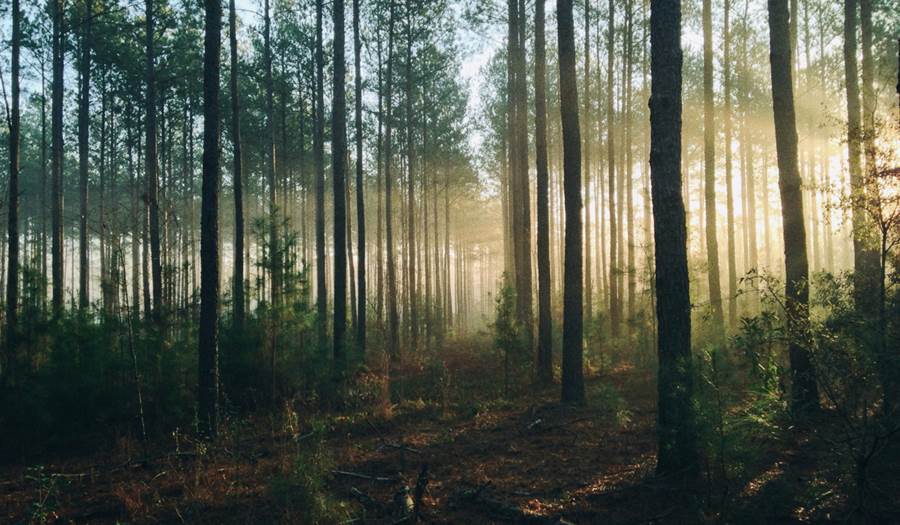 Bangor forest