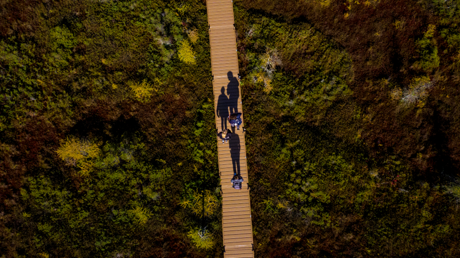 bog walk in bangor maine