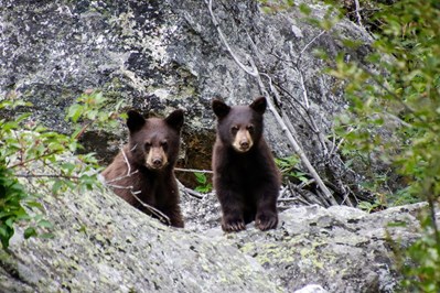 bears at Hotel Ursa