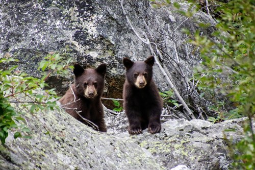 a couple of bears