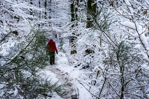 Winter trail in Maine