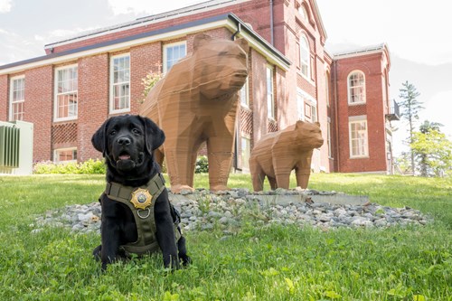 Comfort K9 Bear at Hotel Ursa